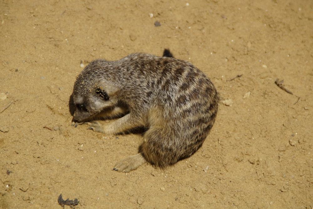 Meerkat Dig Sand Sandy Rooting Rodent Nager Zoo Meerkat Dig Sand Sandy Rooting Rodent Nager Zoo