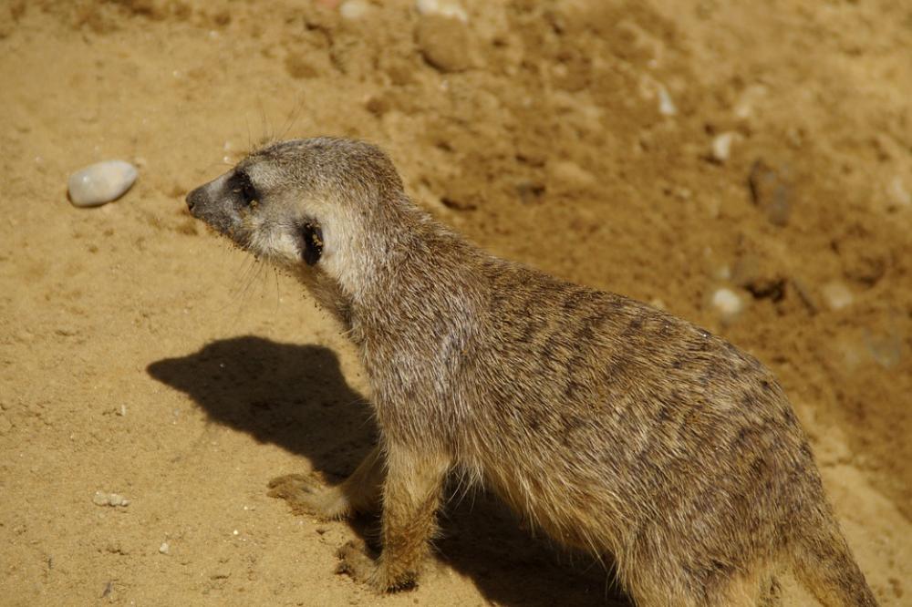 Meerkat Animal Fur Meerkat Animal Fur