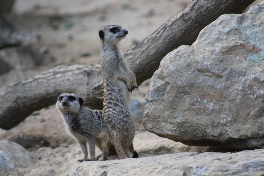 Meerkat Mammal Funny Animal Nature Guard Cute Meerkat Mammal Funny Animal Nature Guard Cute