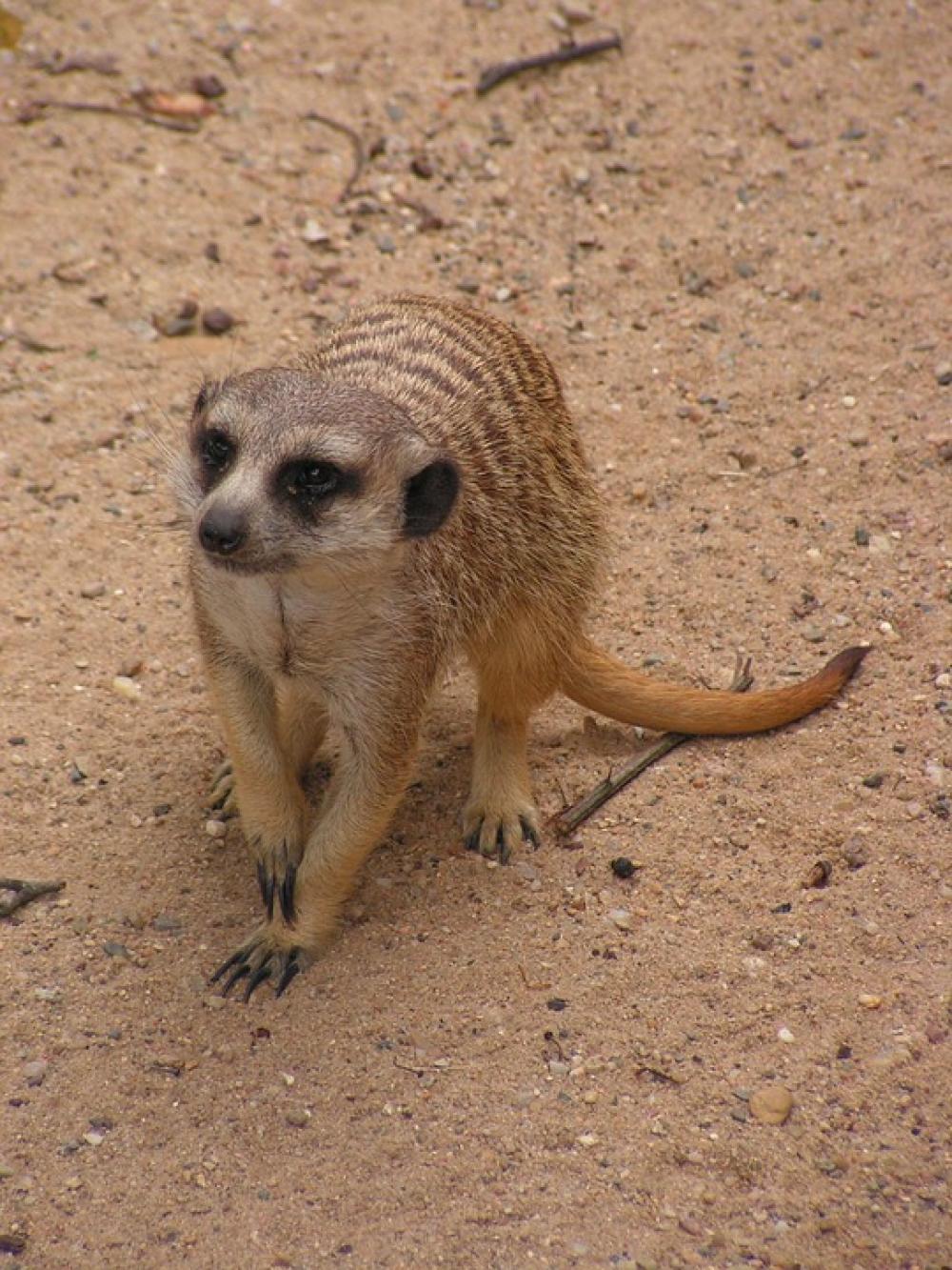 Meerkat Wild Beast Mammal Promykovití Meerkat Wild Beast Mammal Promykovití