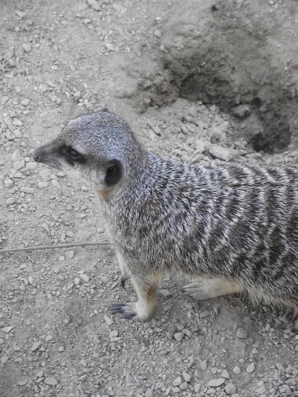Meerkat Wild Zoo Nature Animals Suricate Animal Meerkat Wild Zoo Nature Animals Suricate Animal