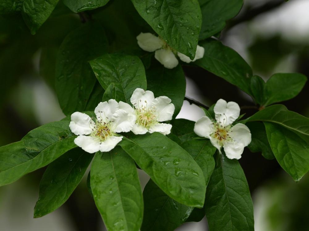Mispelblüte Mispelstrauch Blossom Bloom Medlar Mispelblüte Mispelstrauch Blossom Bloom Medlar