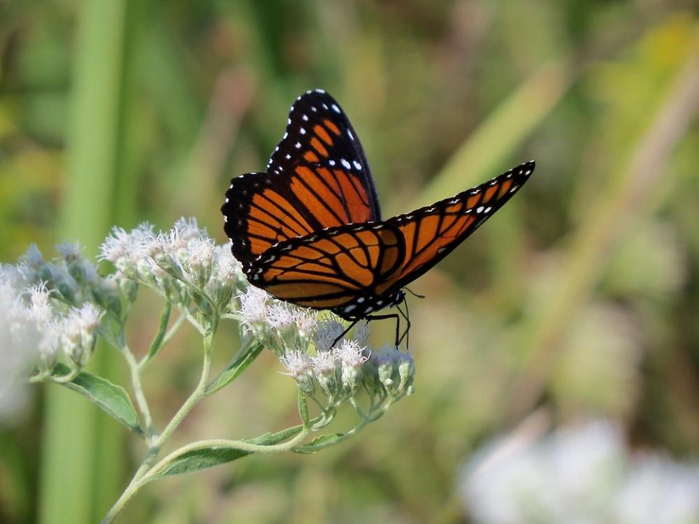 Monarch Butterfly Insect Nature Colorful Wildlife Monarch Butterfly Insect Nature Colorful Wildlife
