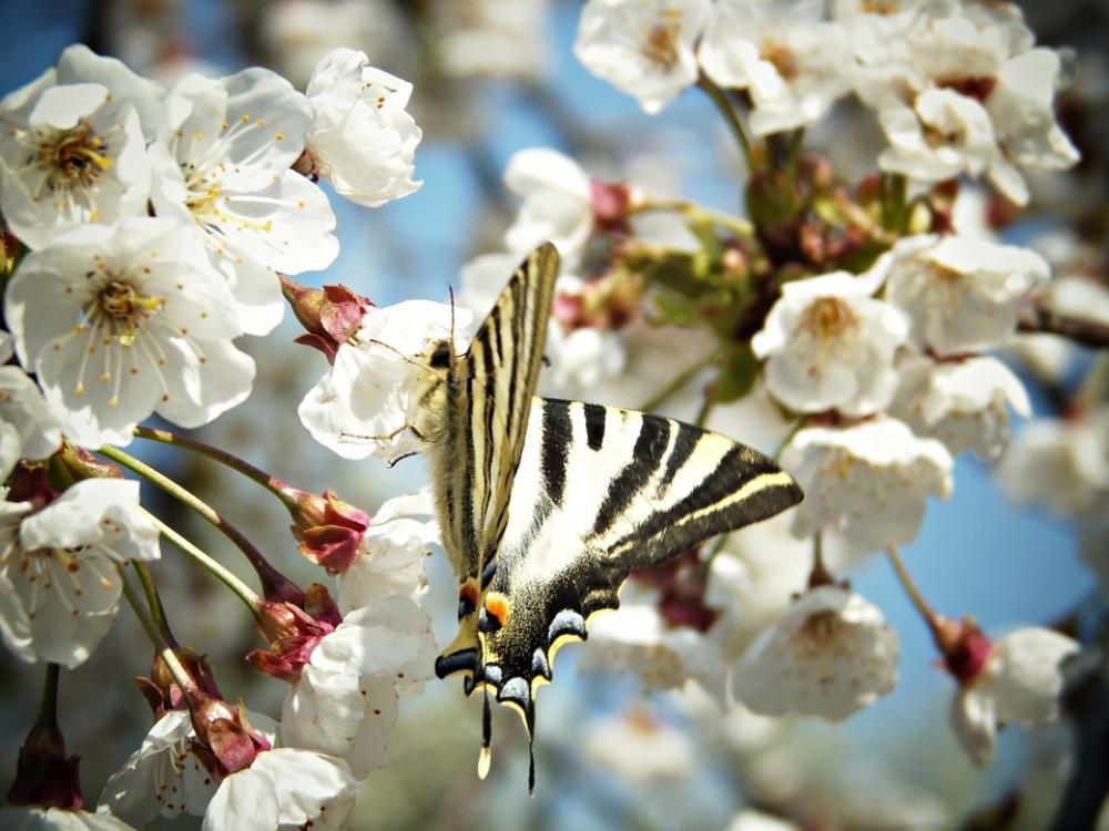 Monarch Butterfly Flowers Tree Fruit Butterfly Monarch Butterfly Flowers Tree Fruit Butterfly