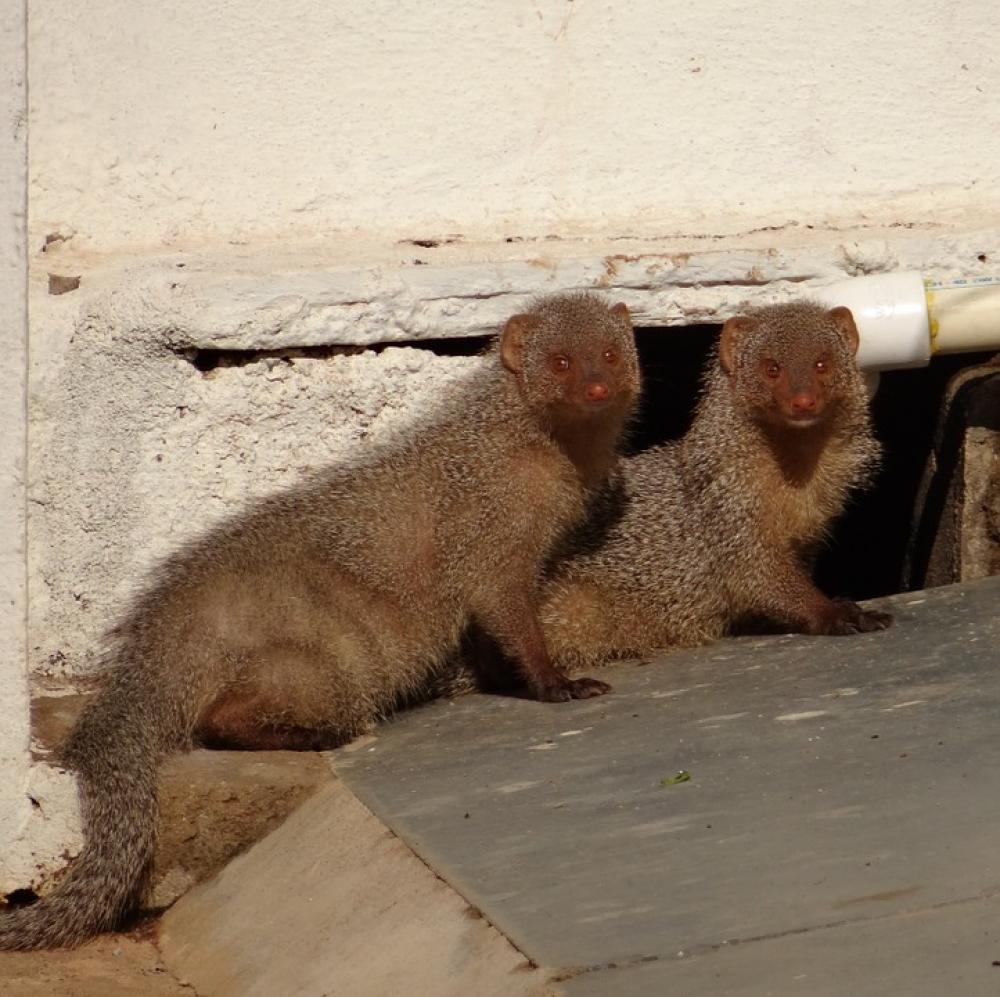 Mongoose Rodents Indian Animal Dharwad India Mongoose Rodents Indian Animal Dharwad India
