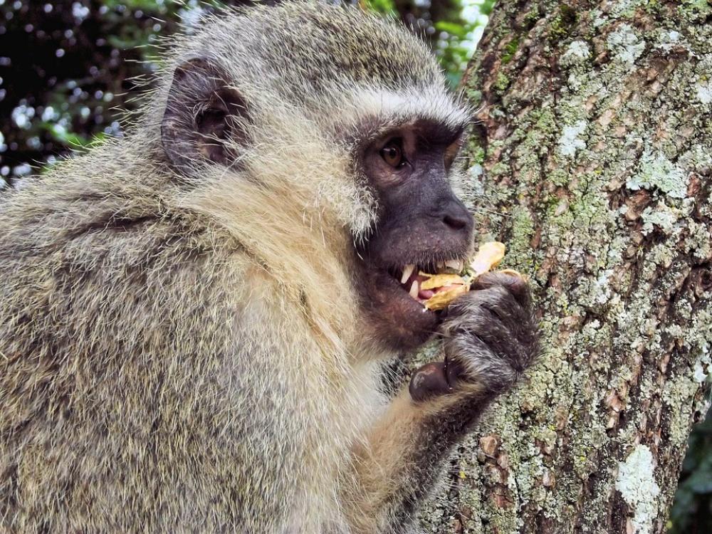Monkey Monkeys Animal Monkey Family Wild Mountain Monkey Monkeys Animal Monkey Family Wild Mountain