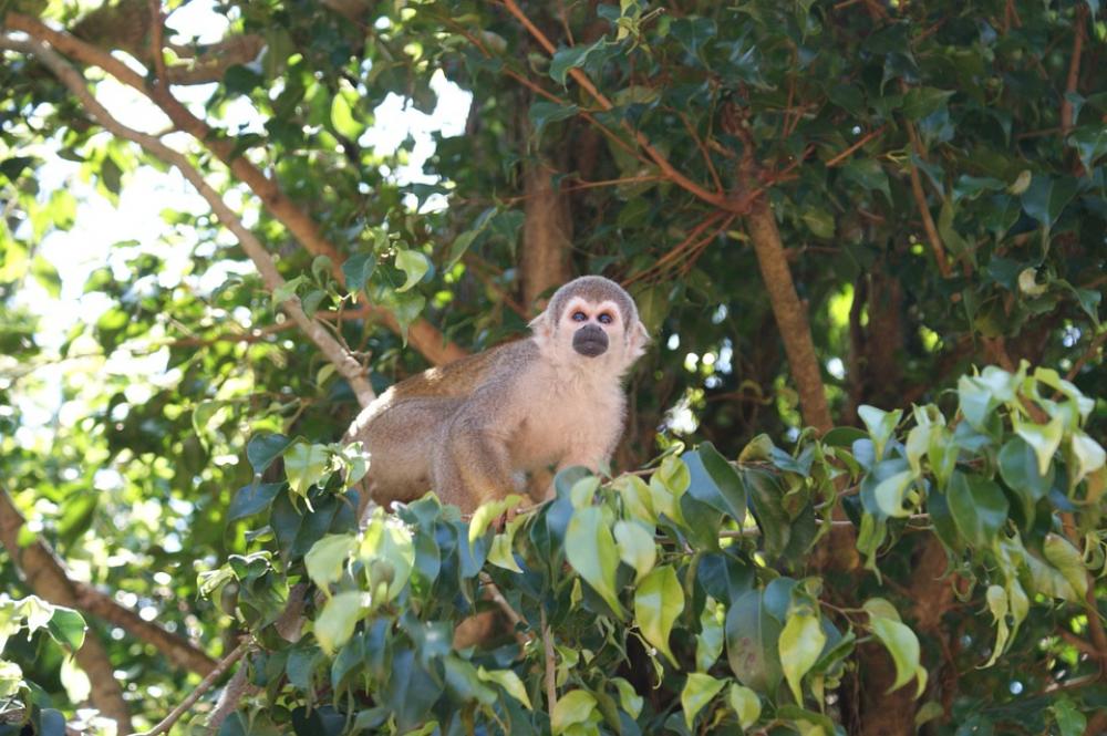 Monkey Amazon Spider Monkey Tree Monkeys Animals Monkey Amazon Spider Monkey Tree Monkeys Animals