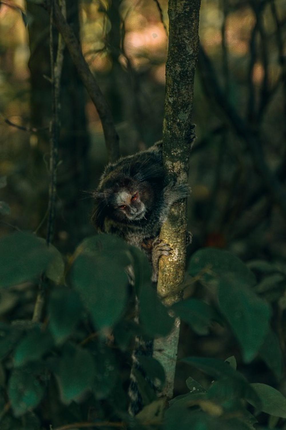 Monkey Brazil Small Jungle Tree America Climb Monkey Brazil Small Jungle Tree America Climb