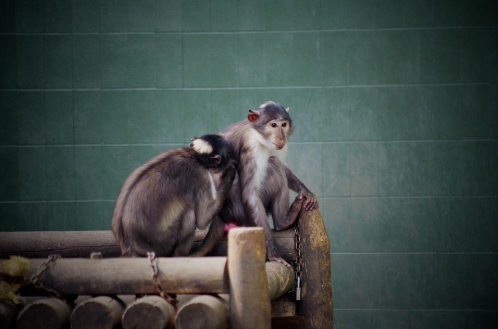 Monkey Animal Zoo Cute Monkey Animal Zoo Cute