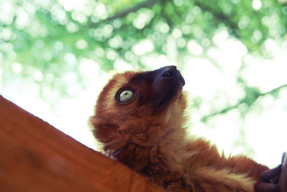 Monkey Eye Animal Wildlife Zoo Ape Nature Face Monkey Eye Animal Wildlife Zoo Ape Nature Face