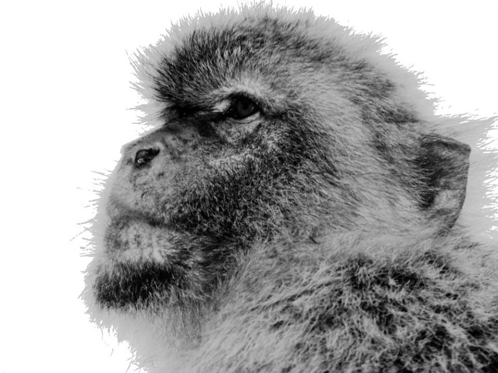 Monkey Äffchen Barbary Ape Animal Gibraltar Monkey Äffchen Barbary Ape Animal Gibraltar