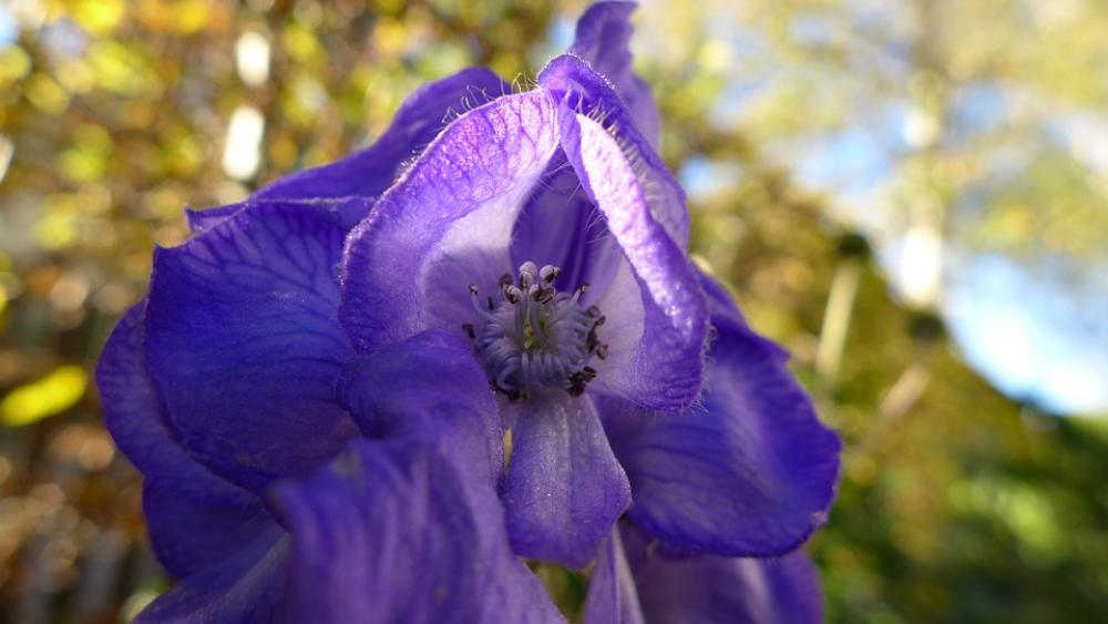 Monkshood Plant Blue Toxic Flora Ornamental Plant Monkshood Plant Blue Toxic Flora Ornamental Plant