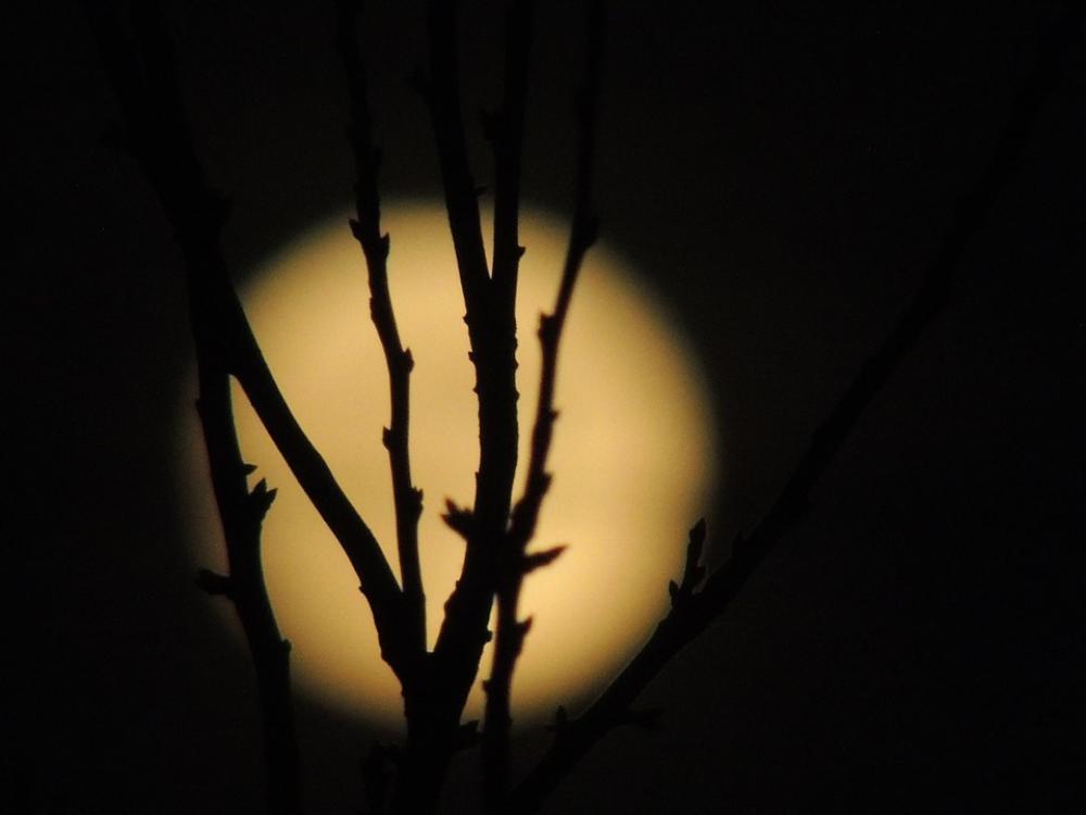 Month Full Moon Dark Night Bush Background Detail Month Full Moon Dark Night Bush Background Detail