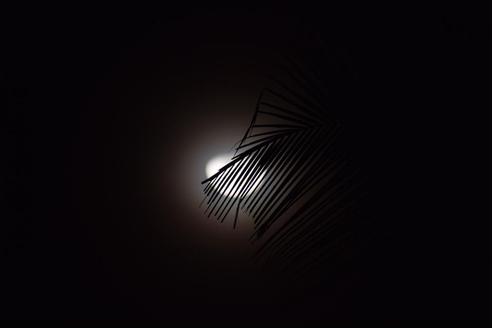Moon Night Moonlight Nature Dark Trees Moon Night Moonlight Nature Dark Trees