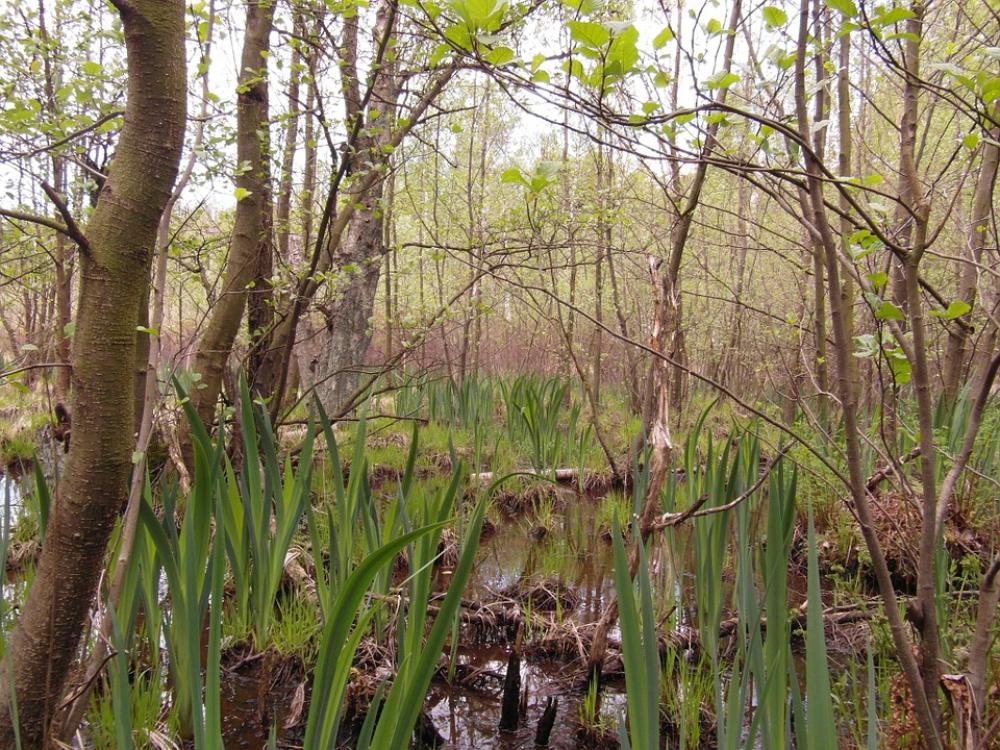 Moor Light Spring May Away Hiking Recovery Swamp Moor Light Spring May Away Hiking Recovery Swamp