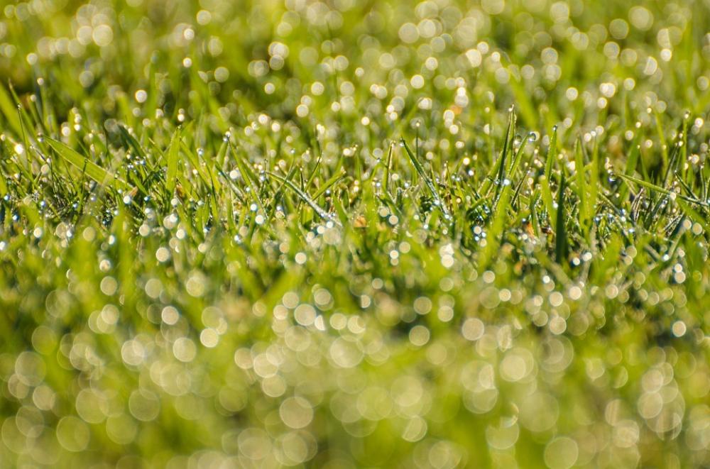 Morning Dew Grass Water Drops Background Green Morning Dew Grass Water Drops Background Green
