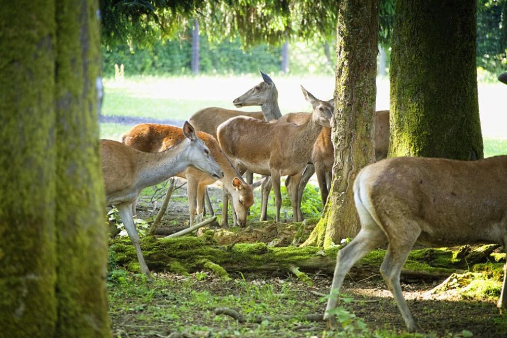 Morning Sun Hinds Forest Deer Park Flock Morning Sun Hinds Forest Deer Park Flock