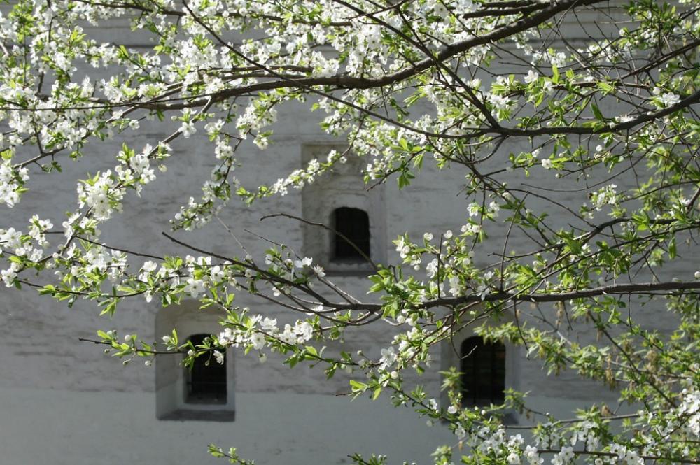 Moscow Building Spring Tree Green Leaves Branches Moscow Building Spring Tree Green Leaves Branches