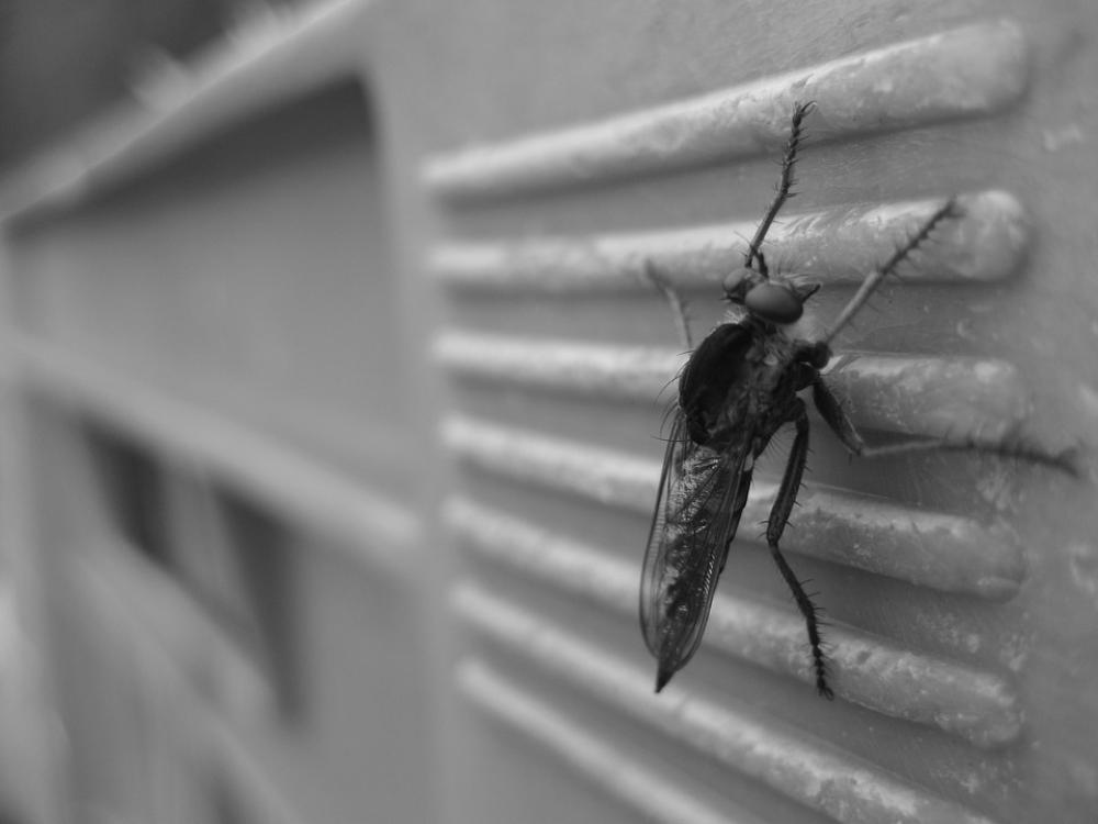 Mosquito Insect Small Pest Bug Parasite Bite Mosquito Insect Small Pest Bug Parasite Bite