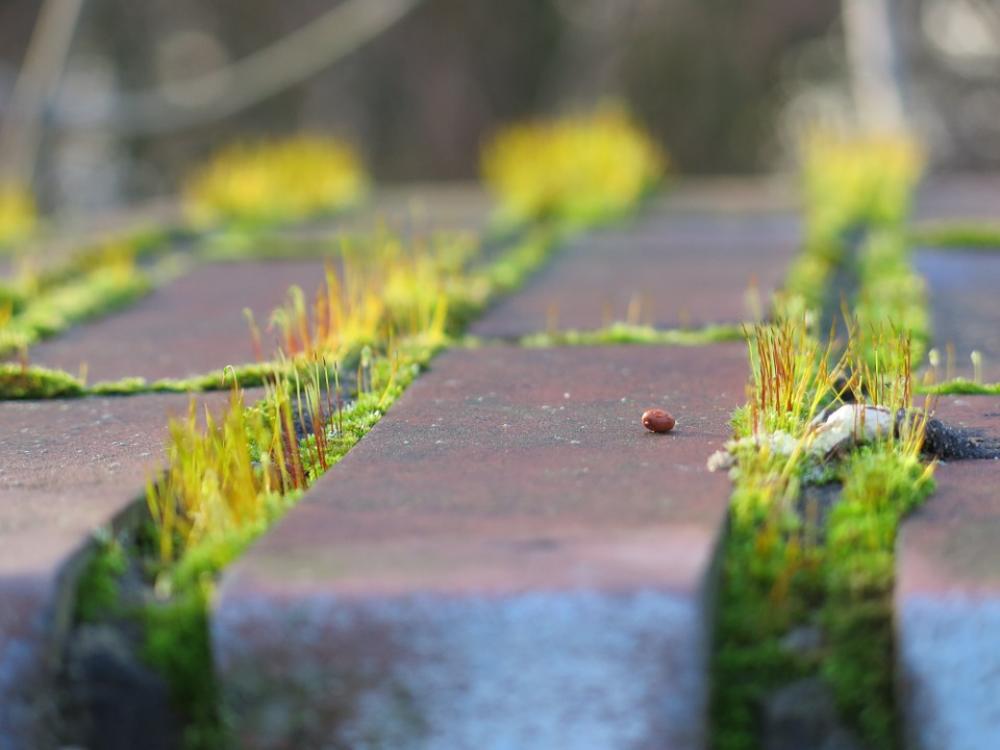 Moss Sun Same Wall Green City Brick Masonry Moss Sun Same Wall Green City Brick Masonry