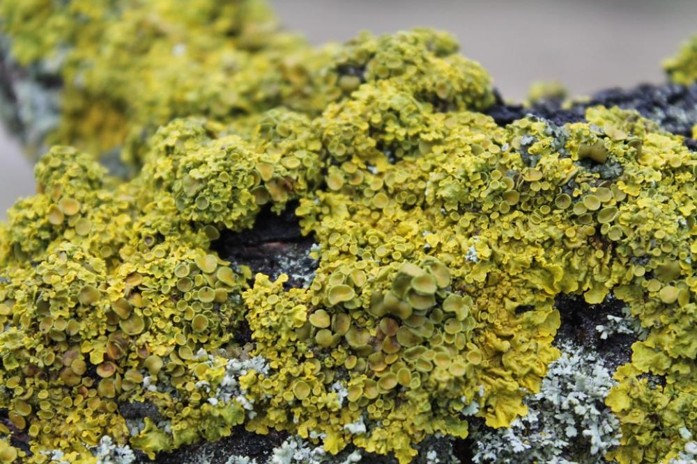 Moss Wood Macro Nature Moss Wood Macro Nature