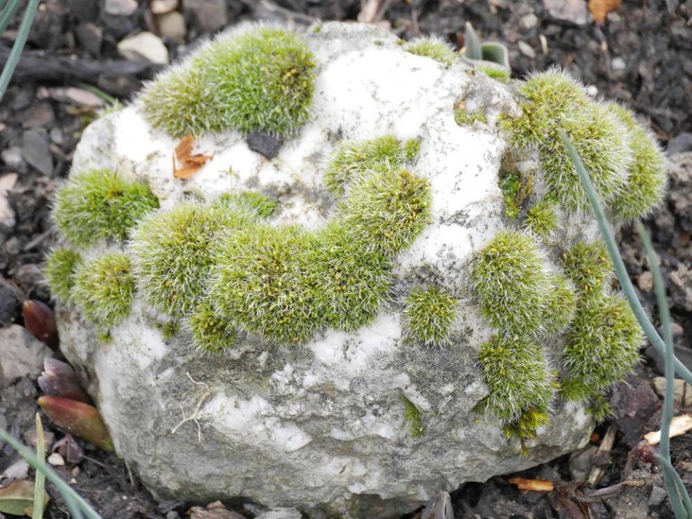 Moss Stone Green Weave Moss Stone Green Weave