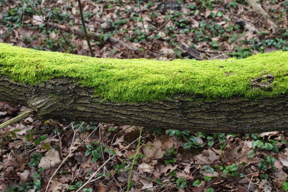 Moss Tree Green Forest Nature Moss Tree Green Forest Nature