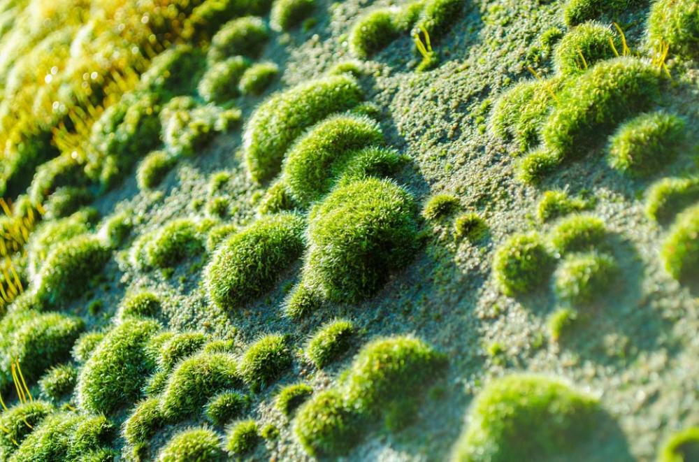 Moss Soft Grass Green Organic Fresh Outdoor Wet Moss Soft Grass Green Organic Fresh Outdoor Wet