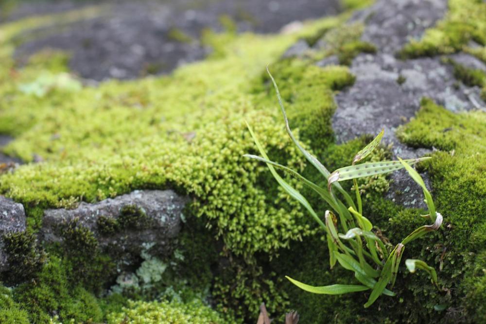 Moss Rock Grass Japan Mossy Nature Green Moss Rock Grass Japan Mossy Nature Green