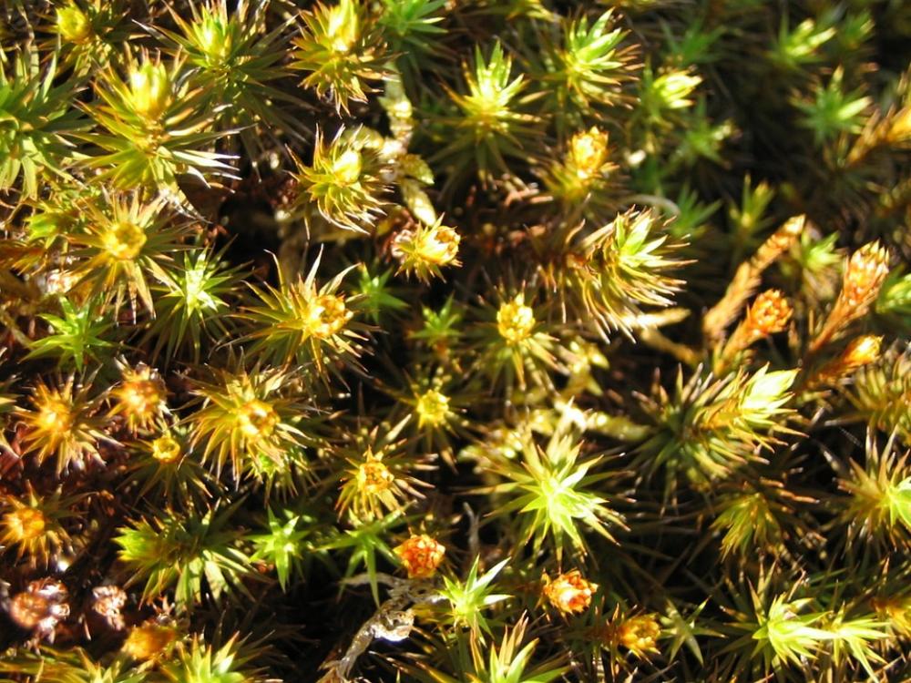 Moss Nature Green Close Up Finland Moss Nature Green Close Up Finland