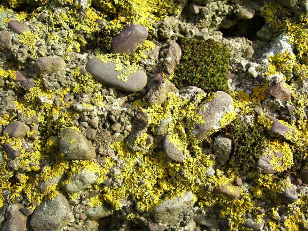 Moss Mossy Rock Nature Green Natural Stone Moss Mossy Rock Nature Green Natural Stone