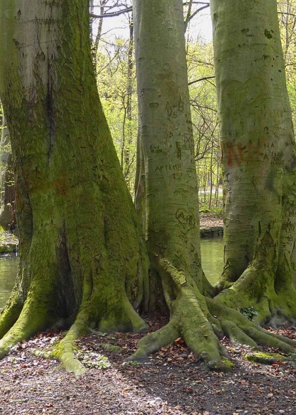 Moss Covered Trees Love Carvings Nature Backyard Moss Covered Trees Love Carvings Nature Backyard