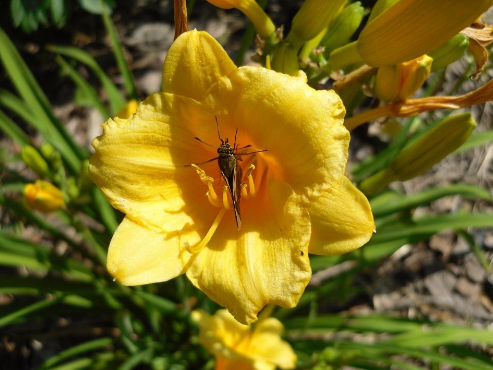 Moth Insect Bug Flower Yellow Flowers Moth Insect Bug Flower Yellow Flowers