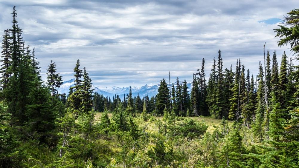 Mountain Snow Trees Scenic Nature Landscape Vista Mountain Snow Trees Scenic Nature Landscape Vista