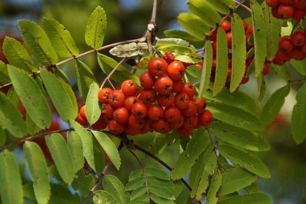 Mountain Ash Berries Rowan Red Fruits Ash Tree Mountain Ash Berries Rowan Red Fruits Ash Tree
