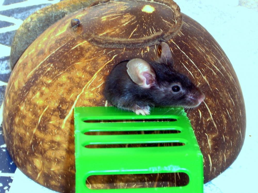 Mouse Color Mouse Animal Mammal Rodent Tame Black Mouse Color Mouse Animal Mammal Rodent Tame Black