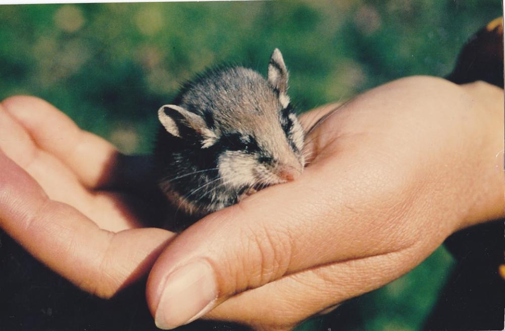 Mouse Wood Mouse Rodent Mammal Mouse Wood Mouse Rodent Mammal