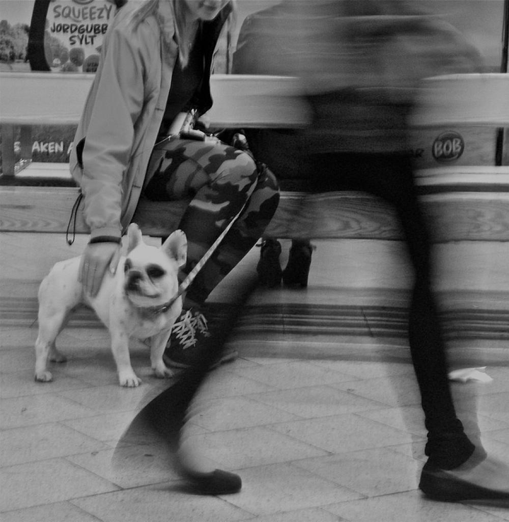 Movement Dog Metro Stockholm Movement Dog Metro Stockholm