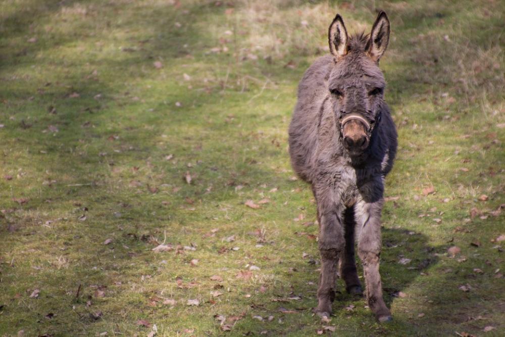 Mule Donkey Cuddly Meadow Brown Mule Donkey Cuddly Meadow Brown