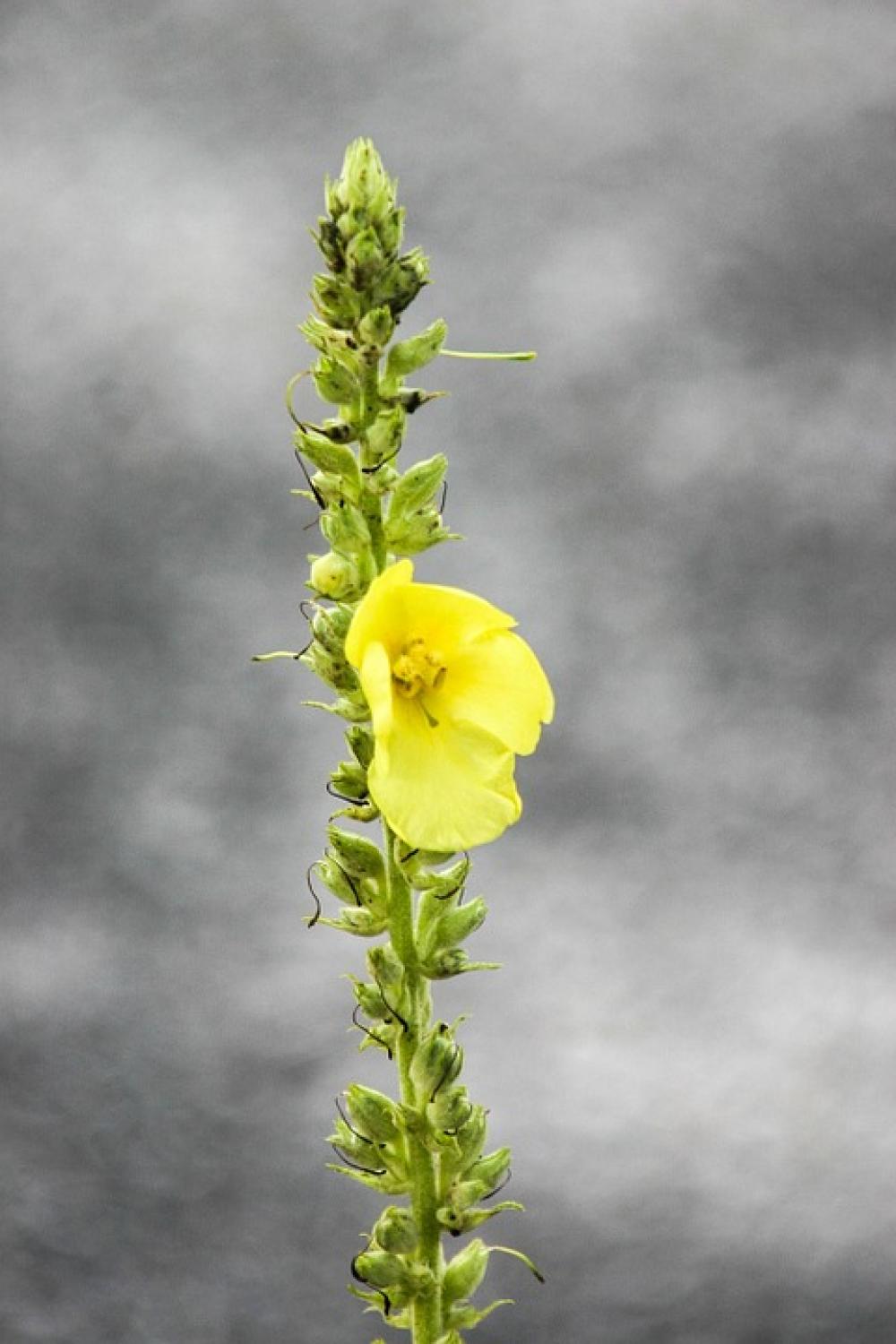 Mullein Blossom Bloom Flower Yellow Green Grey Mullein Blossom Bloom Flower Yellow Green Grey