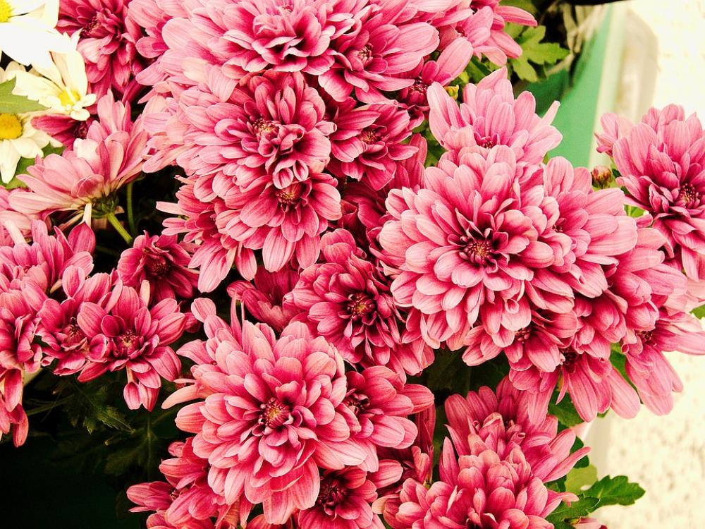 Mums Pink Flower Autumn Nature Beautiful Flower Mums Pink Flower Autumn Nature Beautiful Flower