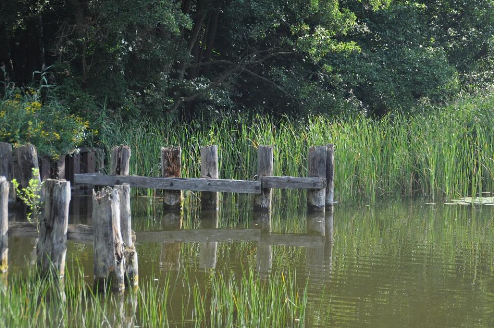 Müritz Water Waters Lake Nature Idyllic Wood Web Müritz Water Waters Lake Nature Idyllic Wood Web