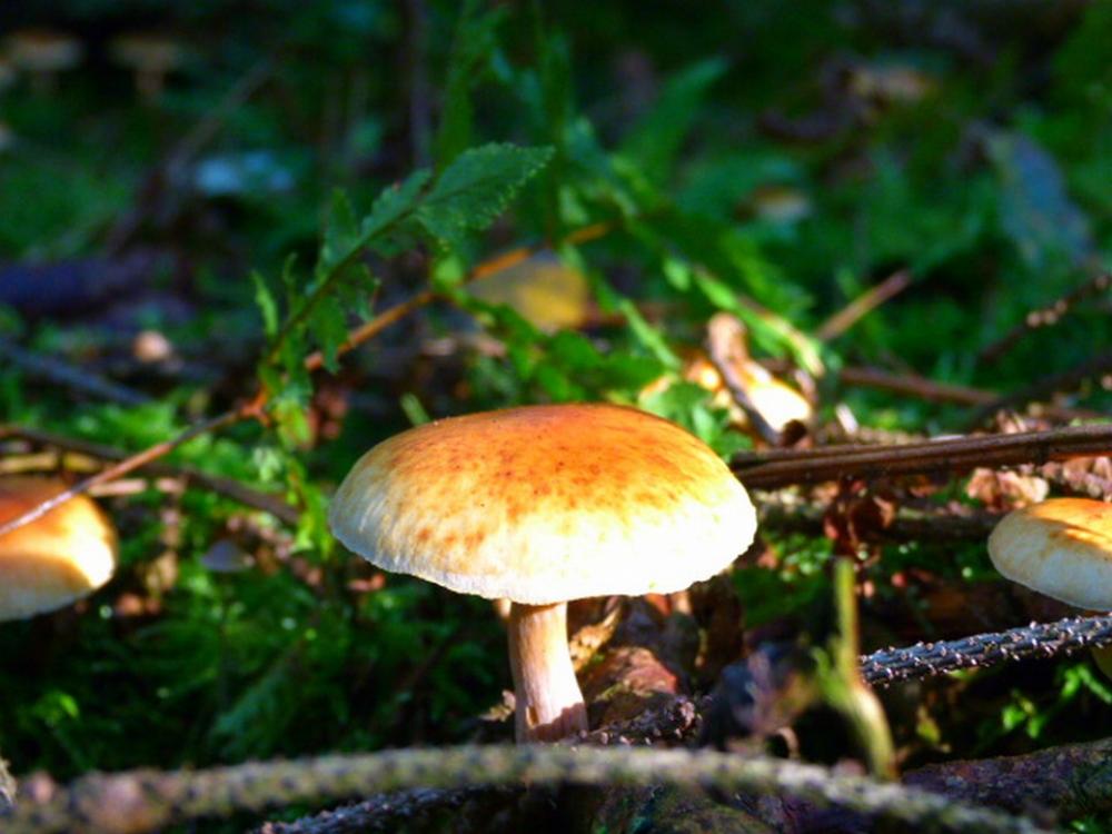 Mushroom Forest Yellow Hat Branch Nature Mushroom Forest Yellow Hat Branch Nature