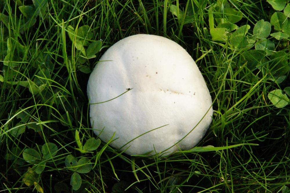 Mushroom Meadow Thick Autumn Mushroom Time October Mushroom Meadow Thick Autumn Mushroom Time October
