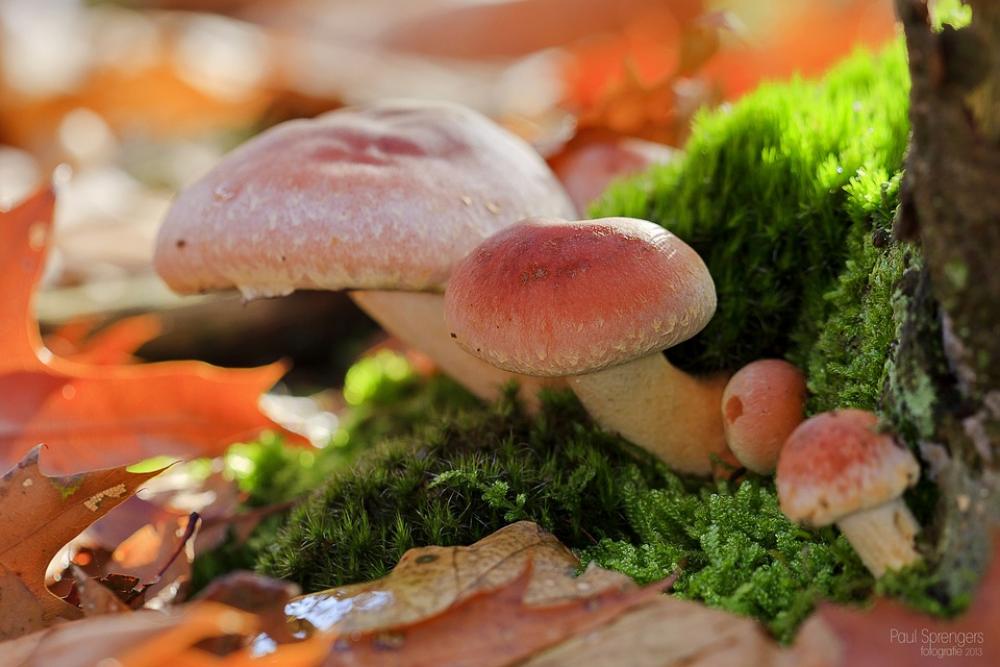 Mushroom Forest Nature Autumn Pilz Mushroom Forest Nature Autumn Pilz