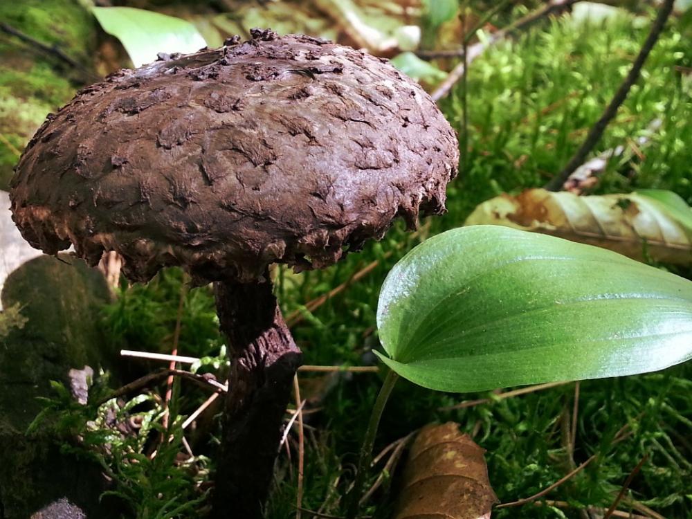 Mushroom Forest Nature Wood Ground Fungus Brown Mushroom Forest Nature Wood Ground Fungus Brown