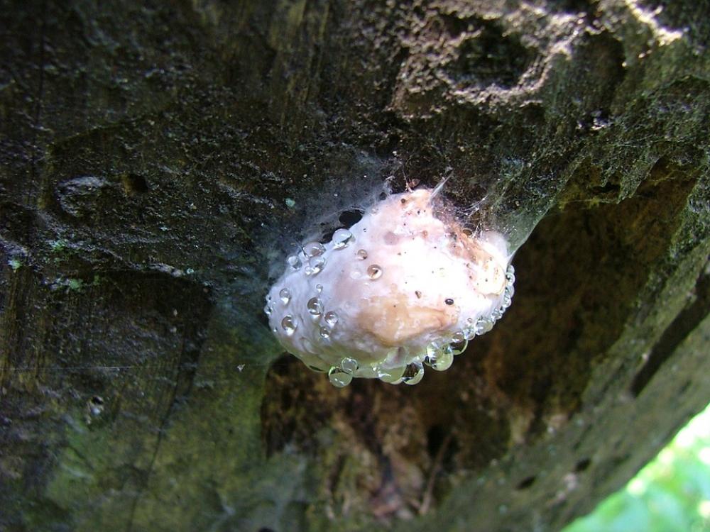 Mushroom Spunk Steamy Hernád Breakthrough Mushroom Spunk Steamy Hernád Breakthrough