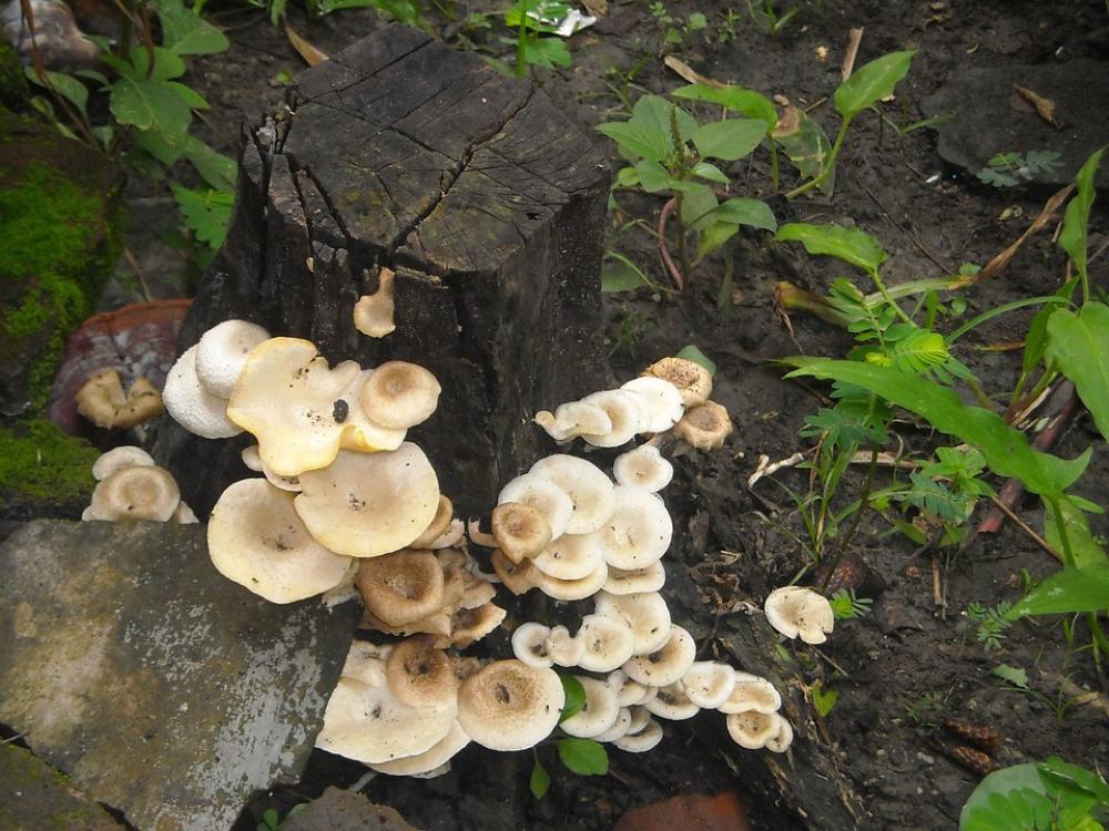 Mushroom Boletus The Tree Rain White Green Black Mushroom Boletus The Tree Rain White Green Black