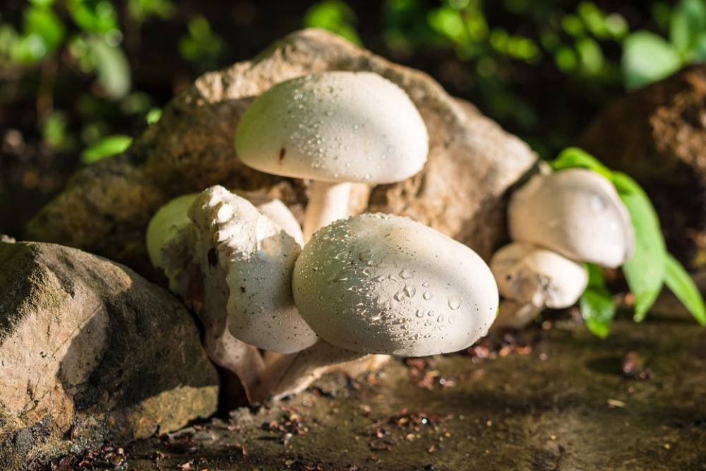 Mushroom Nature White Raindrop Mushroom Nature White Raindrop