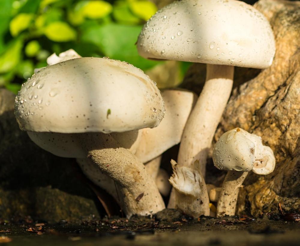 Mushroom Nature White Raindrop Mushroom Nature White Raindrop